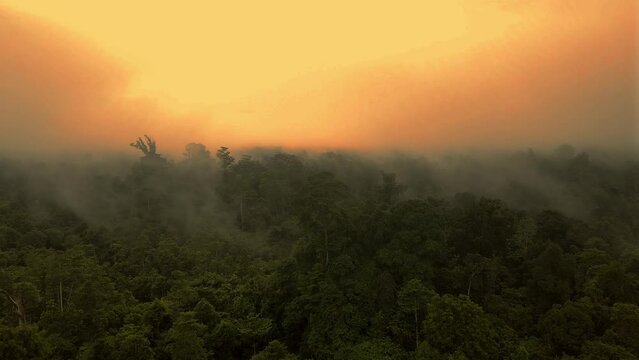 This image shows drone footage of a forest during mist and sunrise. The tall and lush trees, combined with the rising sun in the east, create a beautiful and peaceful scene.