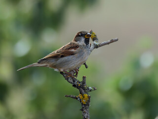House Sparrow. Bird in its natural environment.