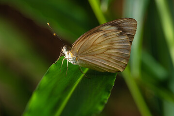 Butterfly, small and beautiful butterfly photographed with a macro lens on leaves in a garden, selective focus.