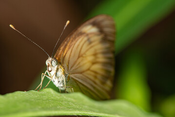 Butterfly, small and beautiful butterfly photographed with a macro lens on leaves in a garden, selective focus.