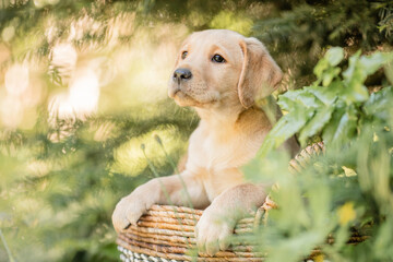 Labrador Welpe im K&ouml;rbchen,  Sommer, Garten