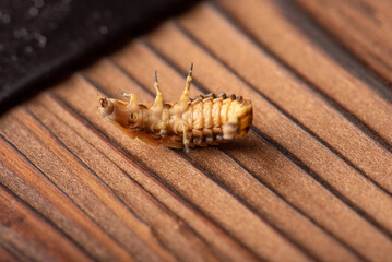 Firefly larva, small firefly larva photographed with macro lens on rustic wooden surface, selective focus.