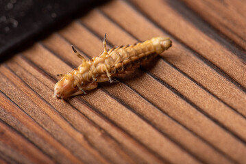 Firefly larva, small firefly larva photographed with macro lens on rustic wooden surface, selective focus.