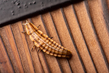 Firefly larva, small firefly larva photographed with macro lens on rustic wooden surface, selective focus.