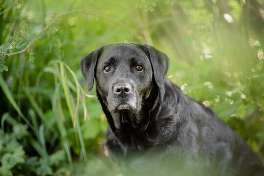 Labrador im Garten, Natur, Sommer