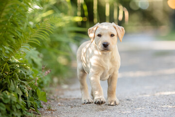 Goldener Labrador bei Auslauf im Garten, Welpen Prägung