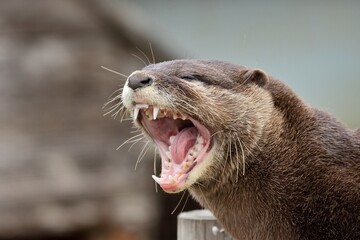 あくびをするコツメカワウソ