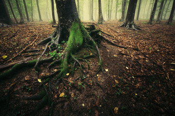 tree roots in dark mysterious forest