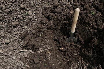 Planting tomato seedlings. Gardening. Farmer planting tomatoes seedling in organic garden. a shovel in the ground