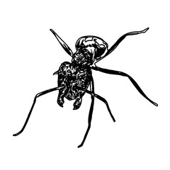 black and white sketch of an ant with a transparent background