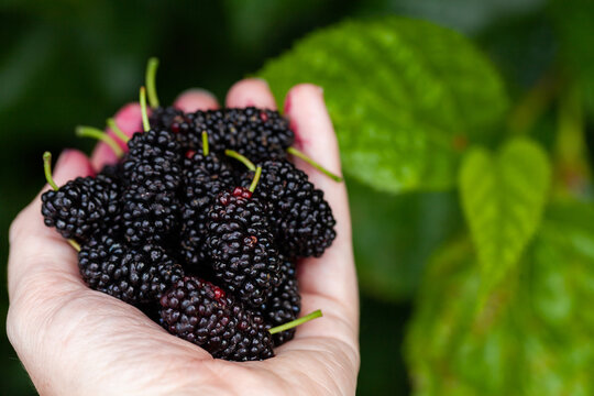 Fresh ripe mulberries held in hand with copy space
