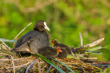 Eurasian Coot (Fulica atra) caring for its chicks on nest.