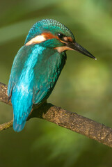 Kingfisher perched on a reed above a pond in spring.