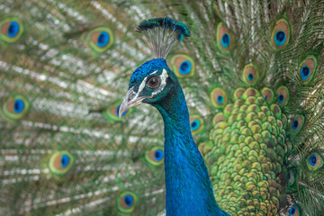 Naklejka na ściany i meble Portrait of a male Indian peafowl (Pavo cristatus) in courtship display in a park.