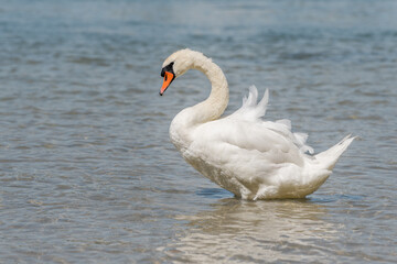 Mute swan (Cygnus olor) with feathers raised by wind.