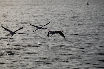 Flamingos taking off