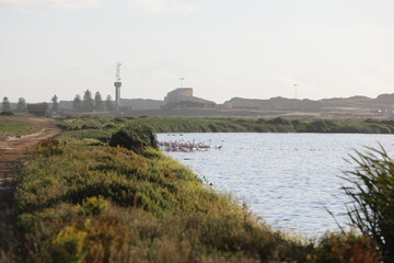 Fototapeta na wymiar Flamingos on Water