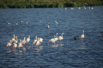 Flamingos on Water