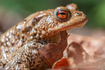 Portrait of a common toad (Bufo bufo) in spring.