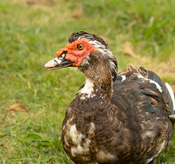 duck on the grass in nature