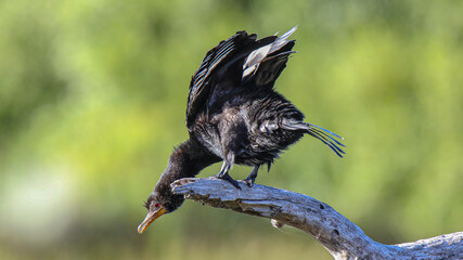 Kormoran sitting drying wings