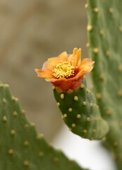 cactus with thorns and flowers