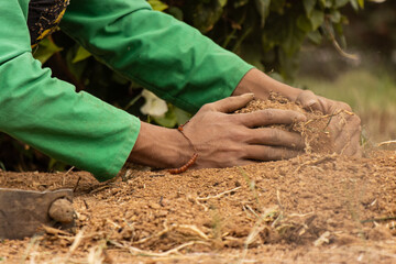 man's hands work in the ground