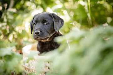 Labrador Welpe im Garten, Sommer