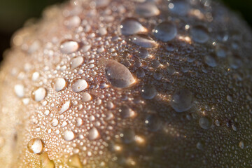dew drops and ripe apple as background