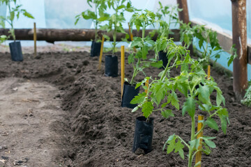 Tomato seedlings in containers on soil are prepared to be transplanted  into land  in greenhouse, gardening and growing tomatoes concept, copy space 