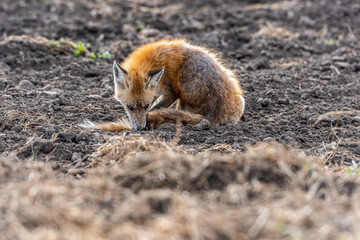 Red fox on field with dermatitis (flea allergy, mites). Red fox exhibiting Mange. - 562095704