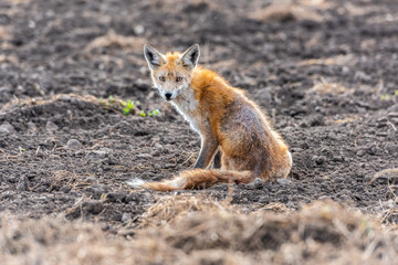 Red fox on field with dermatitis (flea allergy, mites). Red fox exhibiting Mange.
