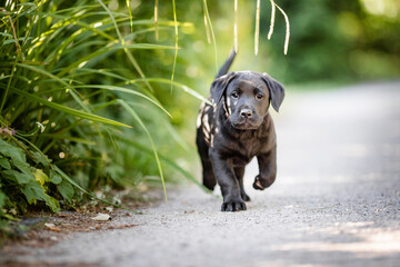 Labrador Welpe im Garten, Hund