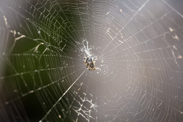Naklejka premium Spider seen on a hiking trip in the Julian alps.