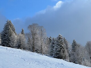 Picturesque canopies of alpine trees in a typical winter atmosphere after the winter snowfall over the Lake Walen or Lake Walenstadt (Walensee) and in the Swiss Alps, Amden - Switzerland / Schweiz