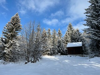 Picturesque canopies of alpine trees in a typical winter atmosphere after the winter snowfall over the Lake Walen or Lake Walenstadt (Walensee) and in the Swiss Alps, Amden - Switzerland / Schweiz