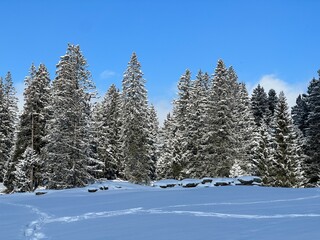 Picturesque canopies of alpine trees in a typical winter atmosphere after the winter snowfall over the Lake Walen or Lake Walenstadt (Walensee) and in the Swiss Alps, Amden - Switzerland / Schweiz