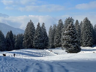 Picturesque canopies of alpine trees in a typical winter atmosphere after the winter snowfall over the Lake Walen or Lake Walenstadt (Walensee) and in the Swiss Alps, Amden - Switzerland / Schweiz
