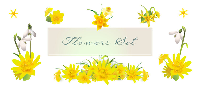 First forest flowers - vector set. Snowdrops, daffodils. Elegant design.
