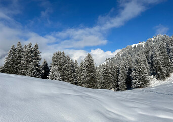 Picturesque canopies of alpine trees in a typical winter atmosphere after the winter snowfall over the Lake Walen or Lake Walenstadt (Walensee) and in the Swiss Alps, Amden - Switzerland / Schweiz