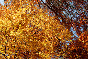 Beech tree from below looking into the bright yellow and orange canopy.