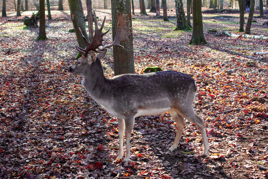 Aufmerksamer Hirsch mit mittelgro&szlig;em Geweih steht im kalten Winterwald in der Sonne . Brauner orangener gelber Herbstwald mit typische Fauna und Flora in deutschen W&auml;ldern . Tierpark mit Muffelwild .