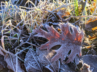 a red oak leaf covered with ice crystals