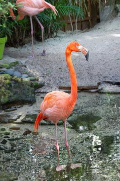 exotic flamingo bird outside. photo of flamingo bird in nature. flamingo bird in wildlife.