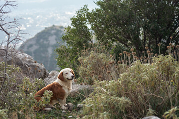 red and white dog in the mountains. Mix breed in nature at spring 