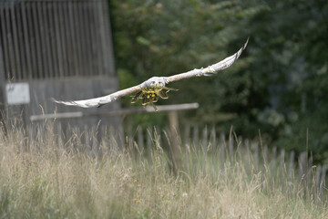 Greifvogel im Anflug