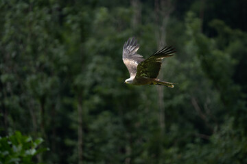fliegende Greifvogel 03