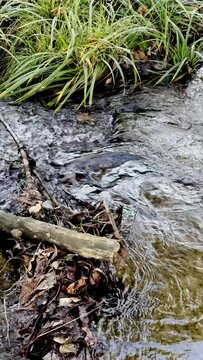 spring stream in the forest