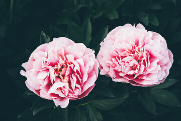 Beautiful fresh pink peony flowers in full bloom in the garden against dark green leaves, close up. Summer natural floral background.