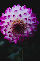 大輪のダリアの花